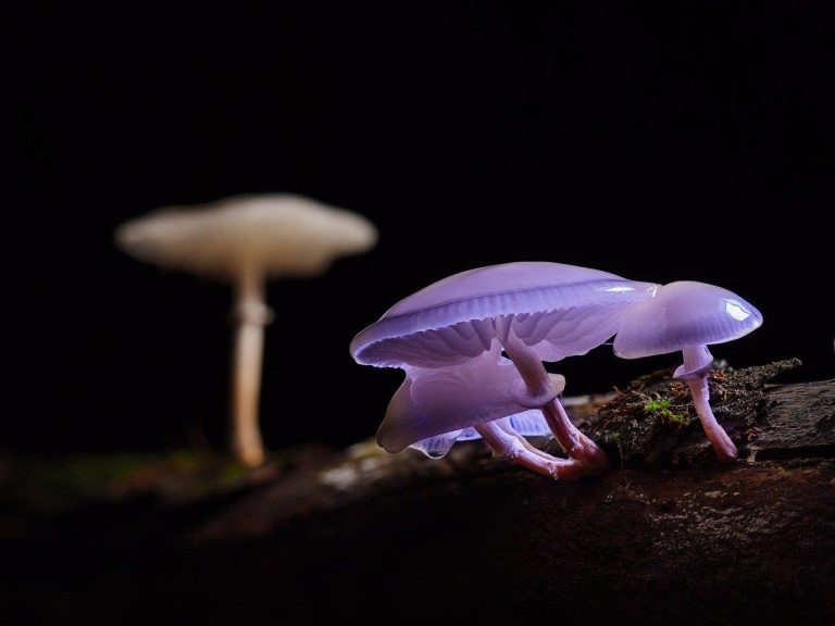 Gids voor veilige aanschaf van natuurlijke psychedelica met aandacht voor kwaliteit en dosering